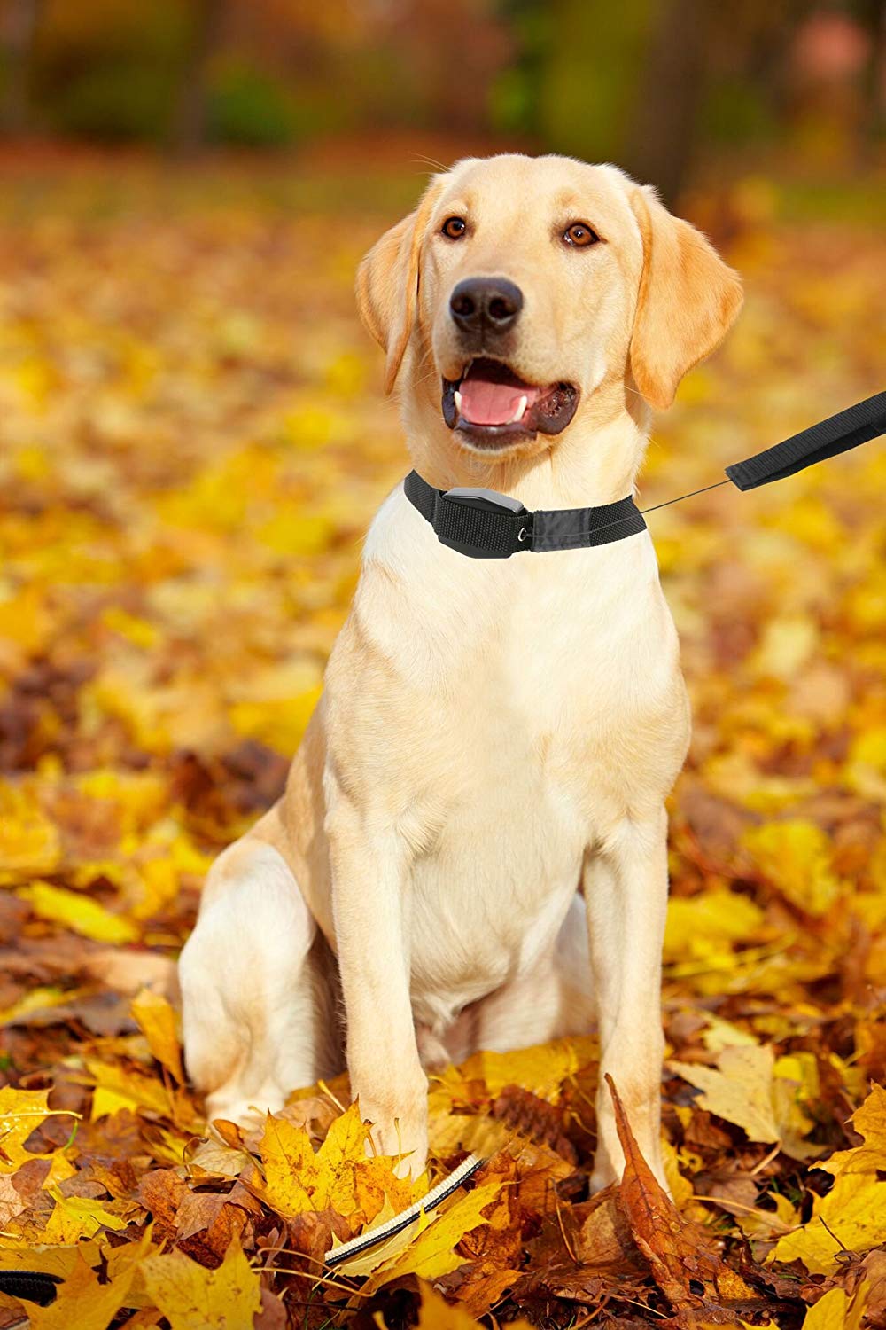 Lucky Leash - Ogrlica-Povodac za šetnju ljubimaca
