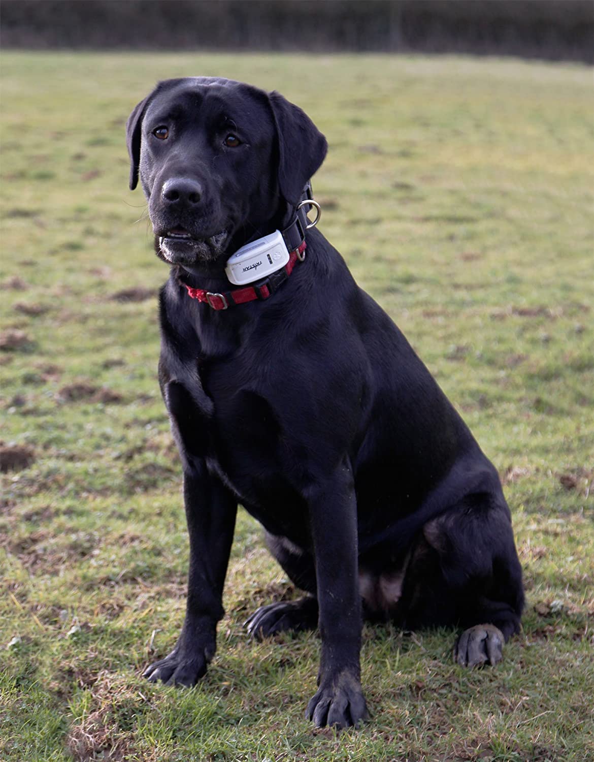 TK909 GPS Lokator za pse