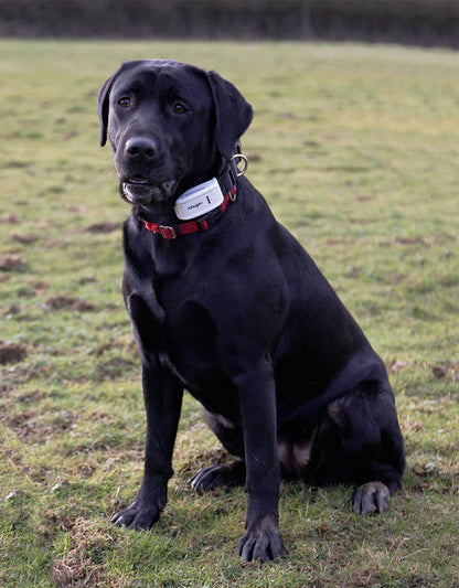 TK909 GPS Lokator za pse