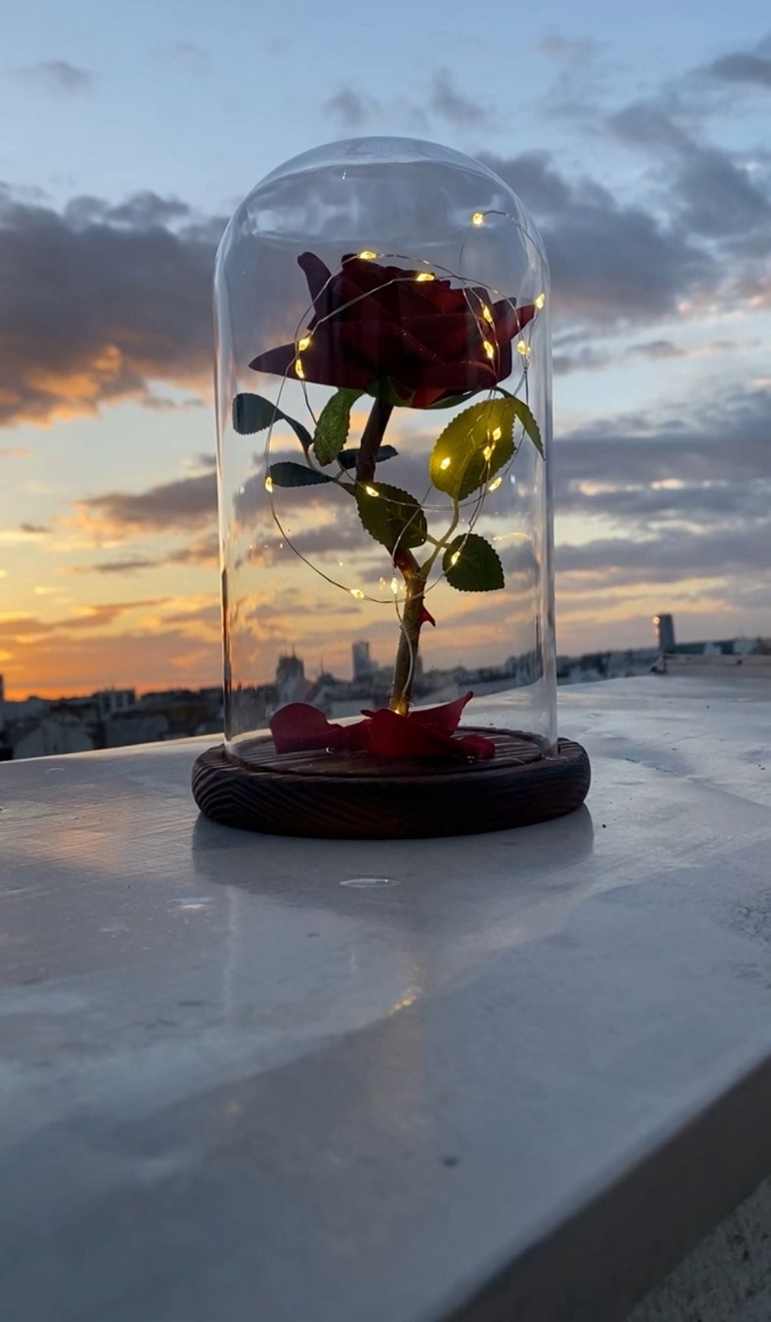 Premium basic zastakljena ruža, Ruža u staklenom zvonu